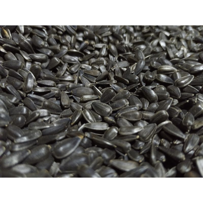 kuaci kecil isi padat / sunflower seed 1kg