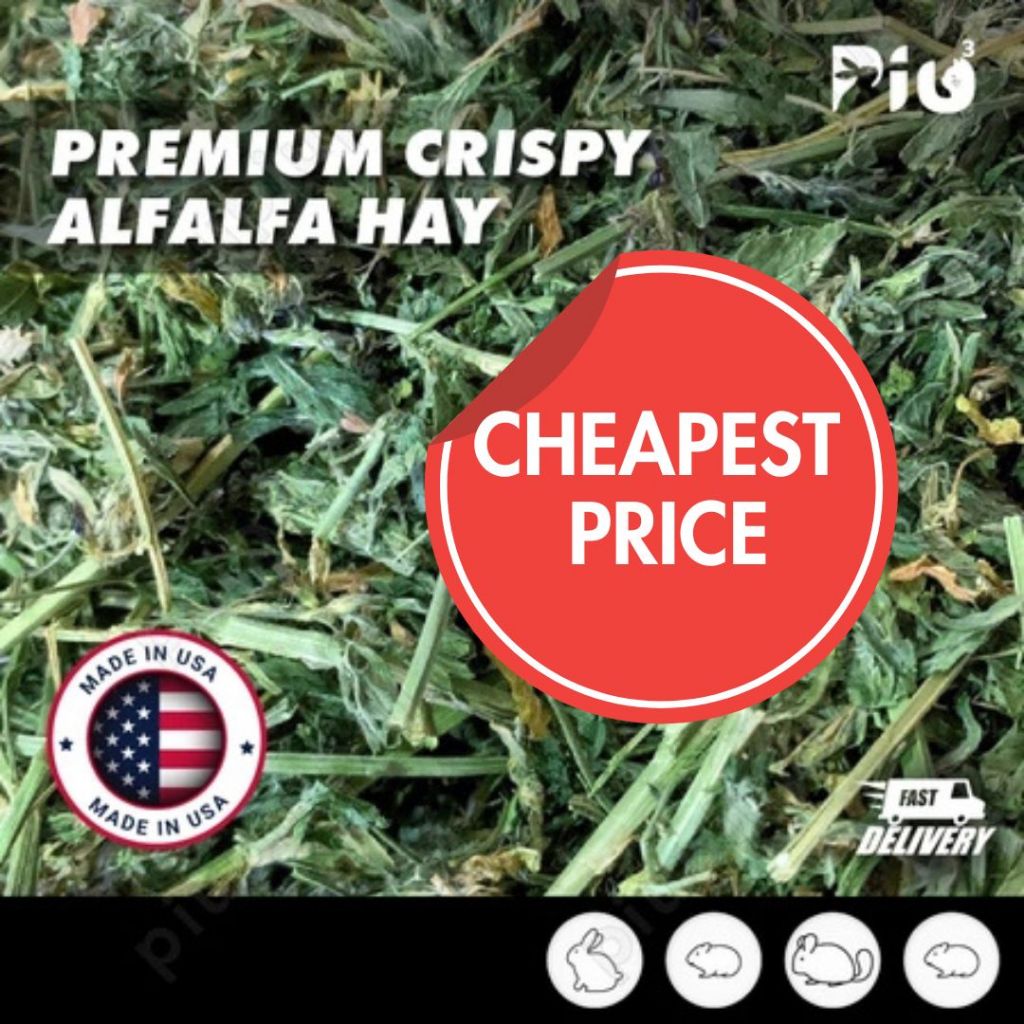 [24HR SHIP] PREMIUM CRISPY ALFALFA HAY Imported Timothy Orchard Lucerne Hay Rabbit Guinea Pig Chinchilla Food 兔子干草天竺鼠 龙猫