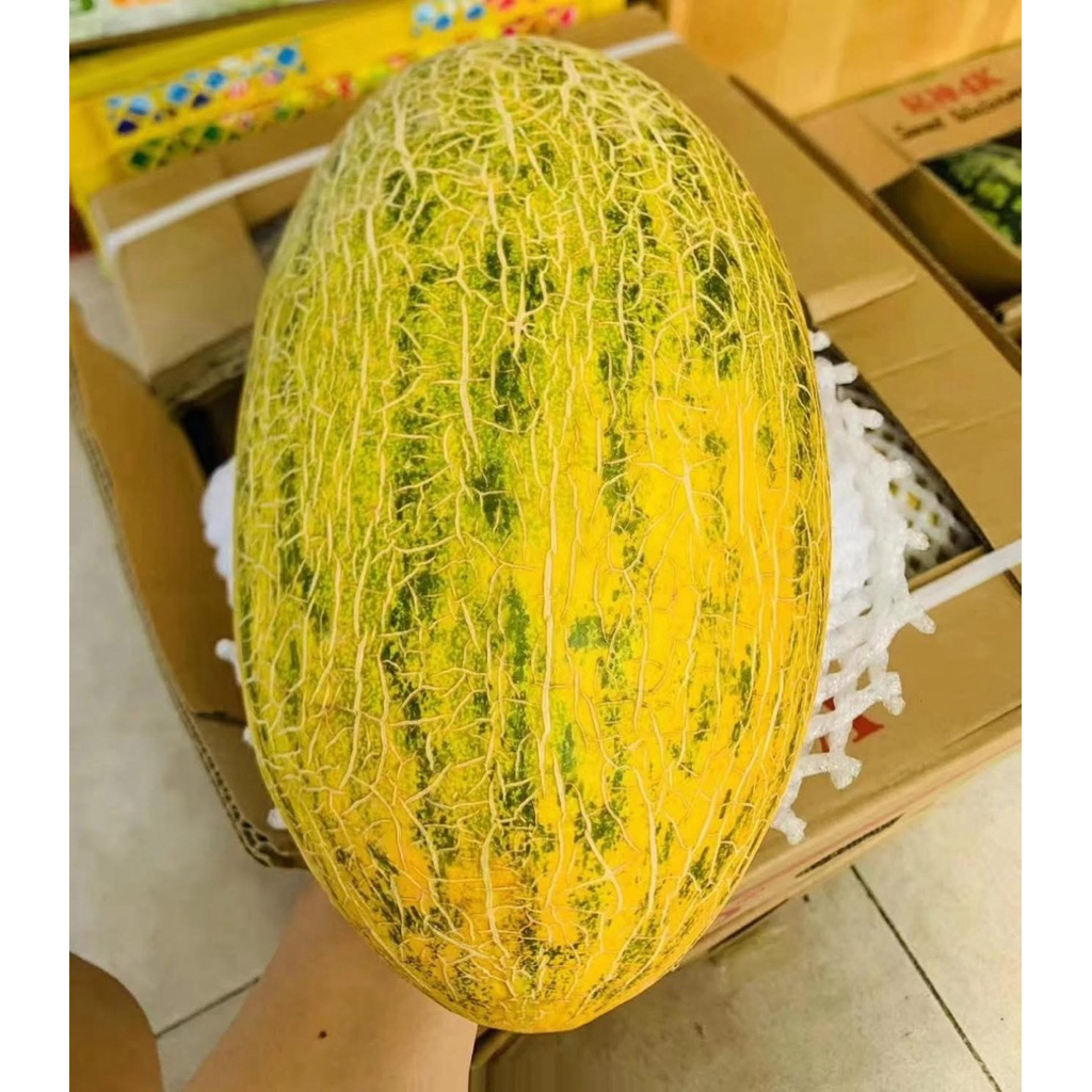 Buah Hamimelon Crunchy & Manis 86King