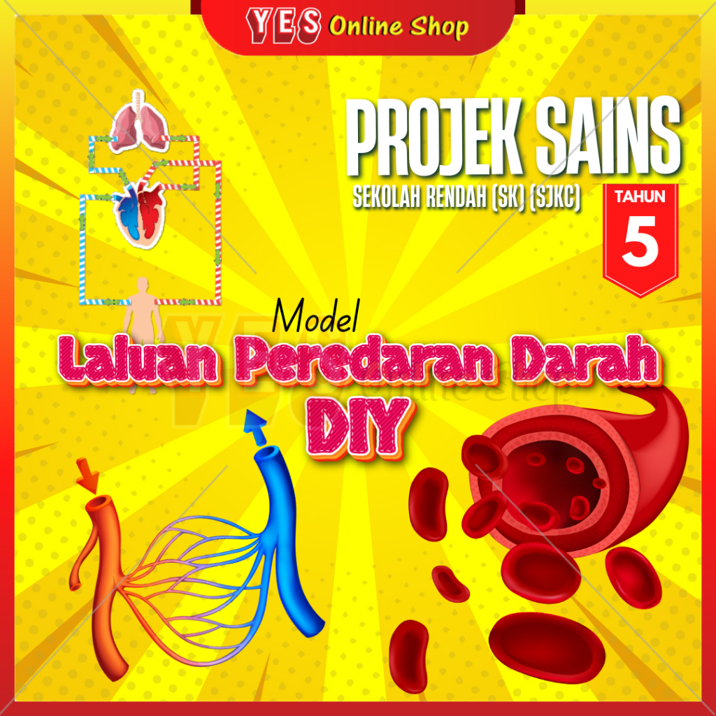 Model Laluan Peredaran Darah DIY