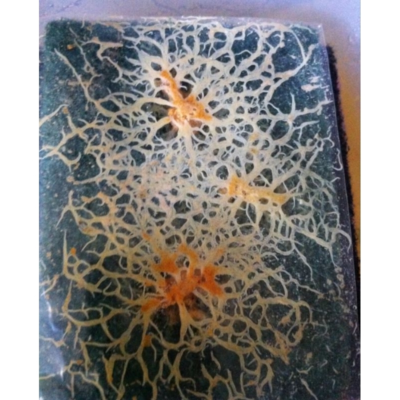 Grindal Worm mini combo set (What is included mentioned is description)