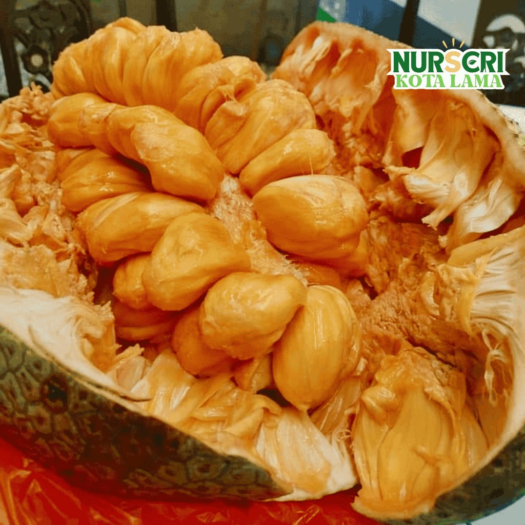 🔥HYBRID🔥 POKOK CEMPEDAK PENANG KING / Chempedak Pineng King Tree / Pinang / Peneng / Artocarpus Integer / Live Plants