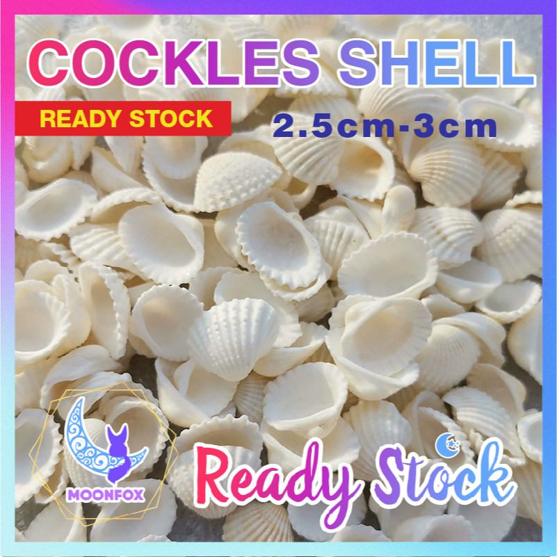 20pcs 1.5~4cm Natural White Cockles Shell Aquarium Seashell Ornament for Decor Necklace Keychain DIY
