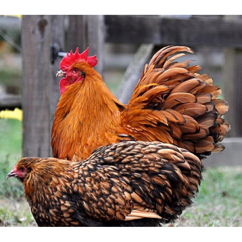 Telur berbenih ayam golden laced Orpington