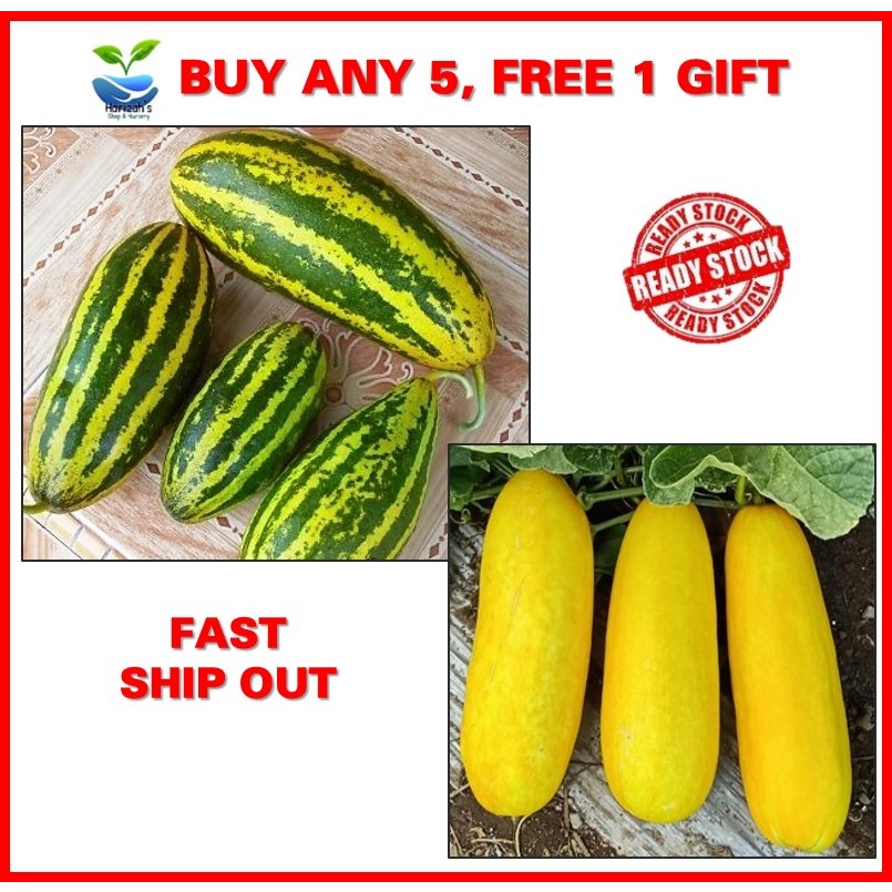 3biji benih TIMUN SURI / Timun Betik wangi harum seeds senang jaga