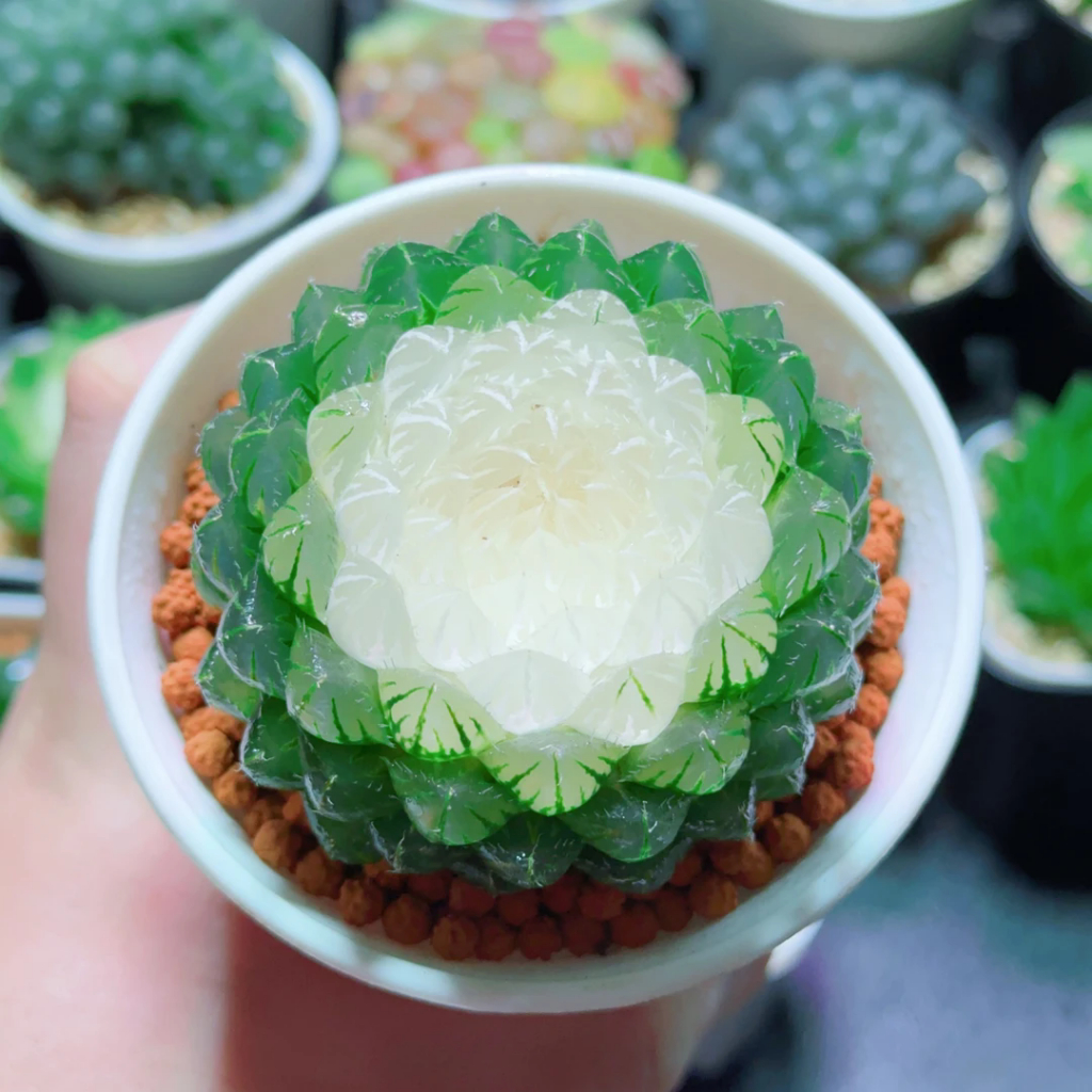 宝莲灯 翠云玉露十二卷多肉植物Lantern Lanter Succulent Plant Combination Potted Rare Species Green Plants And Flowers Indoor