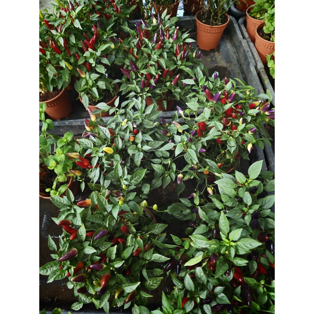 Pokok Cili Warna Mix