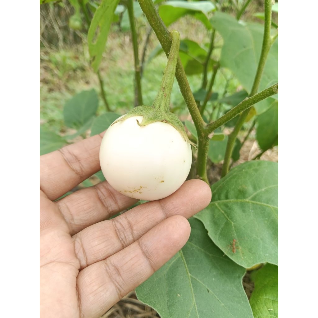 Biji benih terung ulam putih ready stok.benih baruw