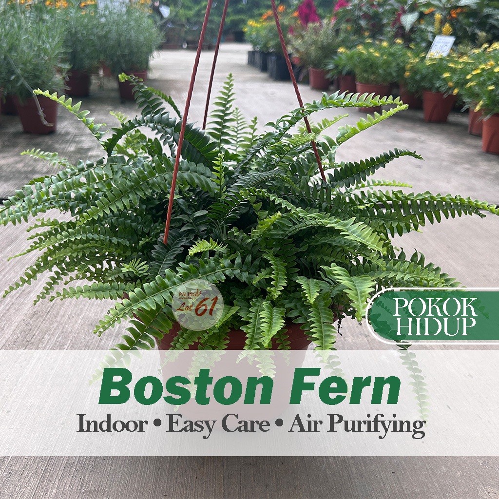 [Paling Horticulture Sdn Bhd] Boston Fern | Sword Fern || Nephrolepis exaltata