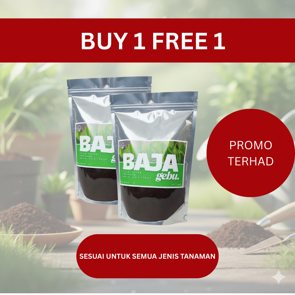 my-11134207-820l8-mk38jnnit5og67 Orked Harimau - Grammatophyllum speciosum Blume