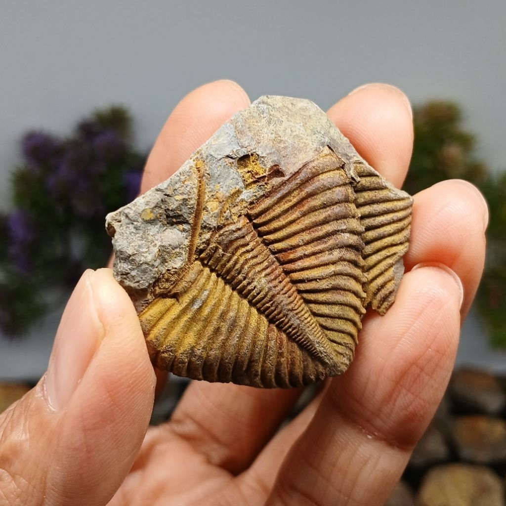 100% Natural Trilobite / Crotalocephalina Fossil Specimen – Rare Ancient Marine Fossil Collectible100%天然三叶虫 / 王冠虫化石