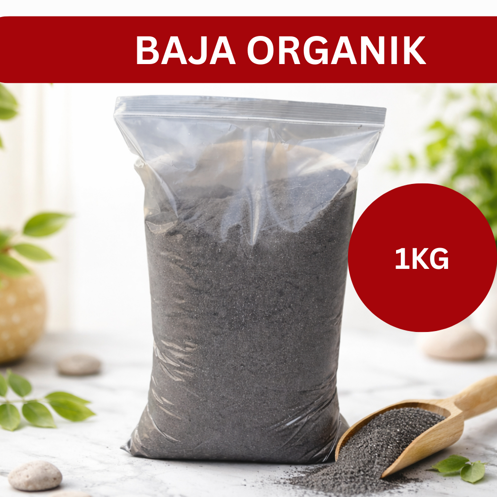 my-11134207-820l9-ml1wsrqi7hts56 Orked Harimau - Grammatophyllum speciosum Blume