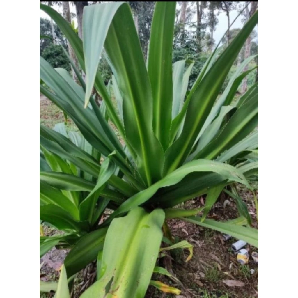 Daun Tembaga Suasa / Melong