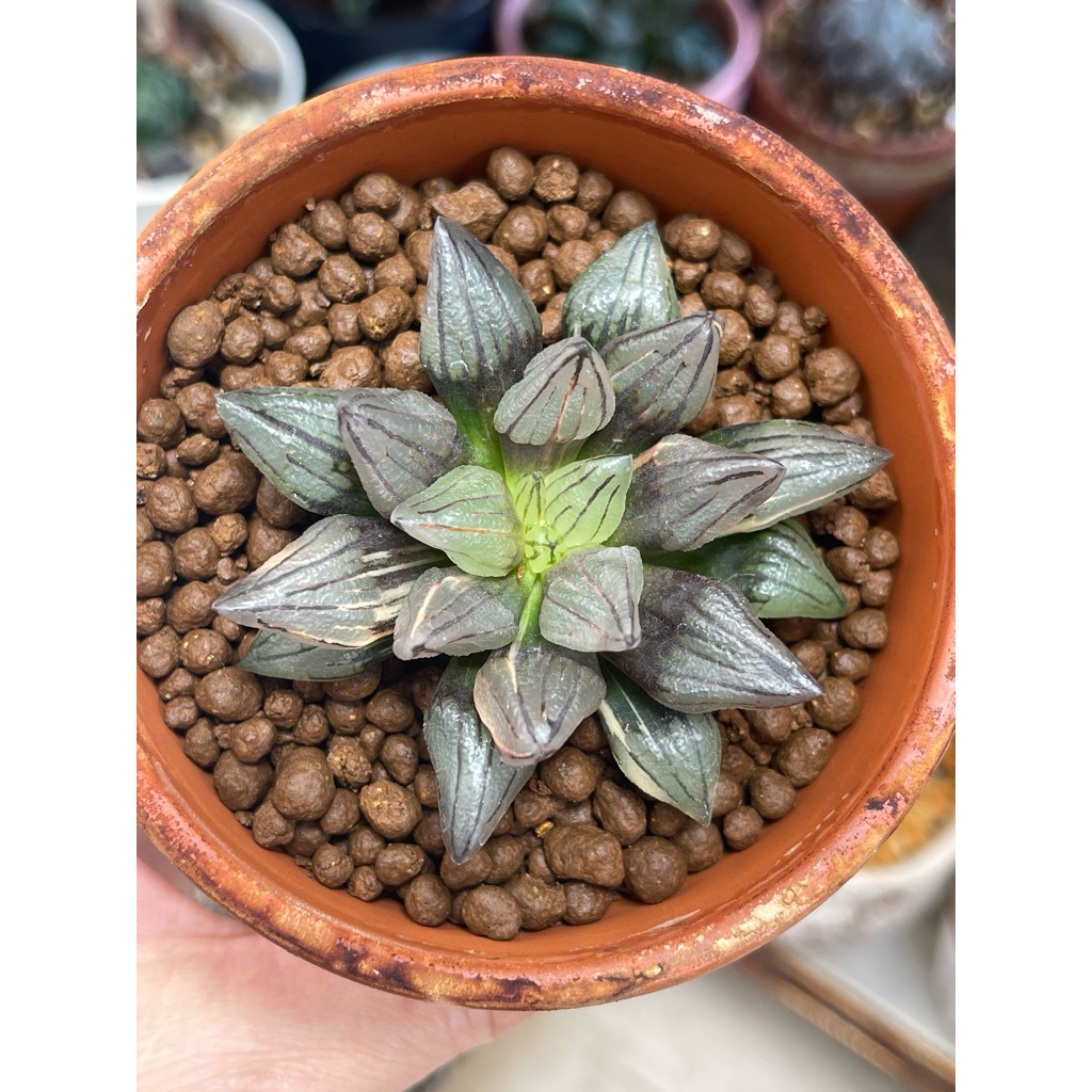 Haworthia atrofusca mutant variegated …
