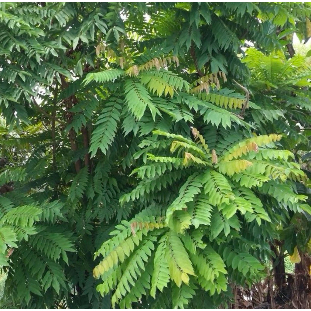 Daun belimbing buluh segar