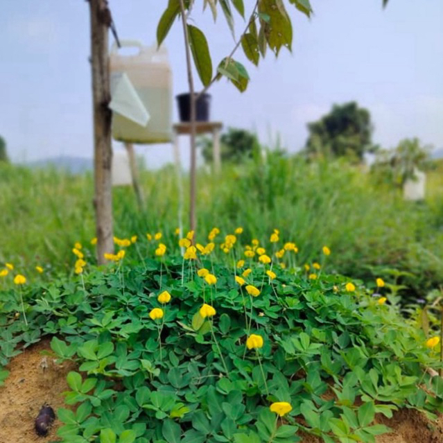 50g |300pc Biji Benih Arachis Pintoi Seeds Pinto Peanut Tanaman Penutup Bumi Cover Crop Kebun Durian