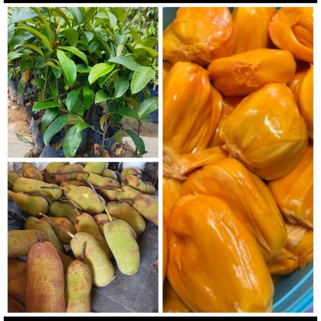 Anak Pokok Cempedak Penang King Original penang