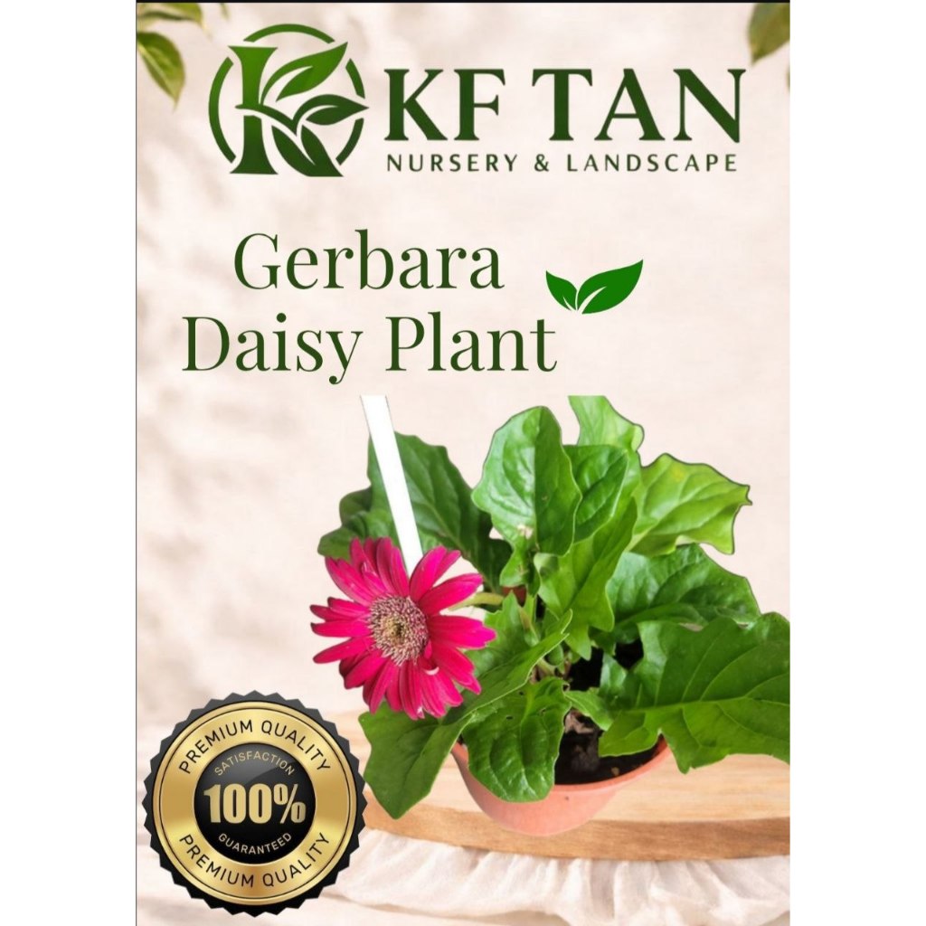 Kf Tan - {live Plant} Gerbera Daisy (Bunga Daisy) | Limited Stock |/