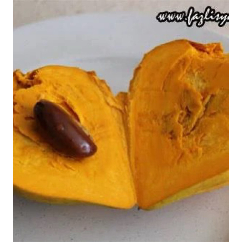 no COD1 biji buah telur kuning Canistel Fruit rare jumpa di hutan shj jarang tumbuh atau ditanam