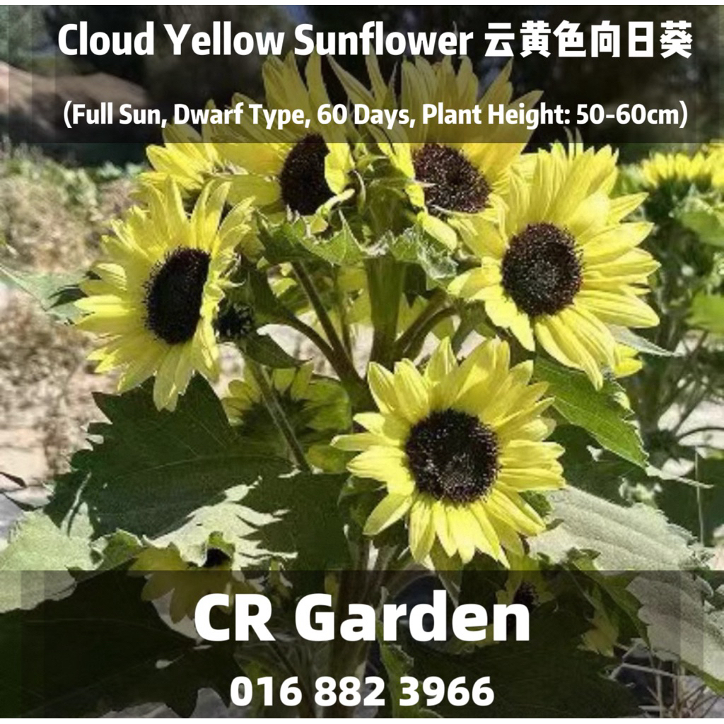Cloud Yellow Sunflower 5 Seeds 云黄色向日葵5粒(Full Sun, Dwarf Type, 60 Days, Plant Height: 50-60cm)