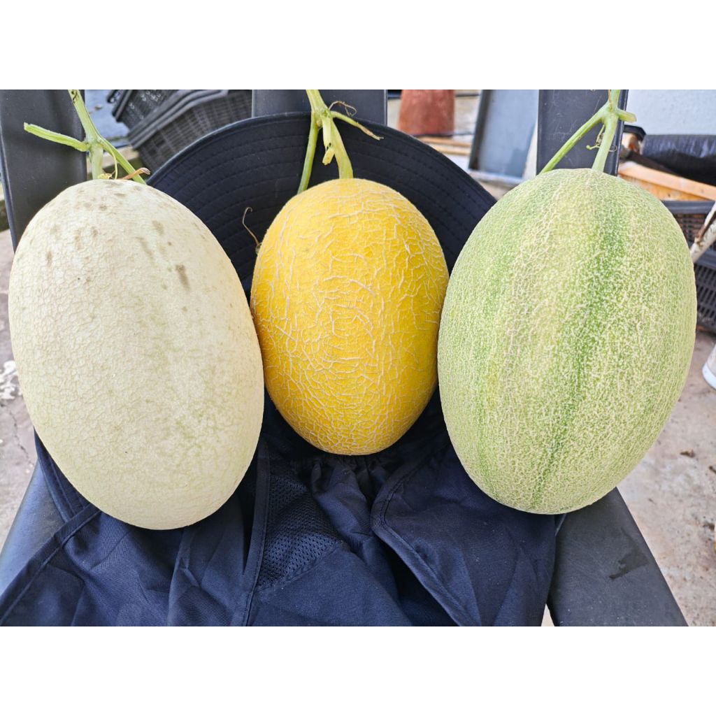 Melon fresh, sweet and crunchy melon 2.5kg perbox