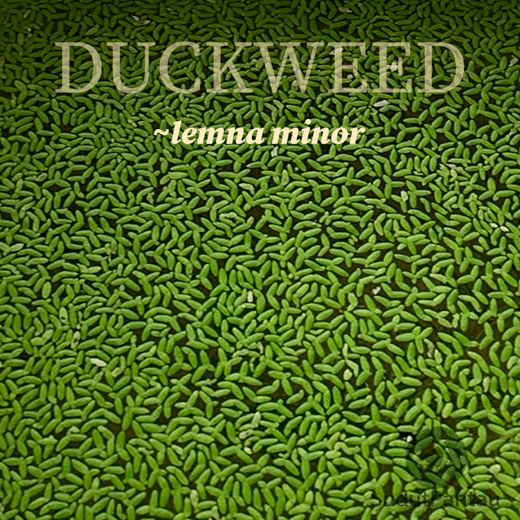 Duckweed ~ lemna minor