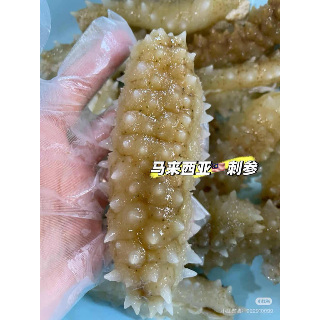 FROZEN SEA CUCUMBER/GAMAD 冷冻刺参