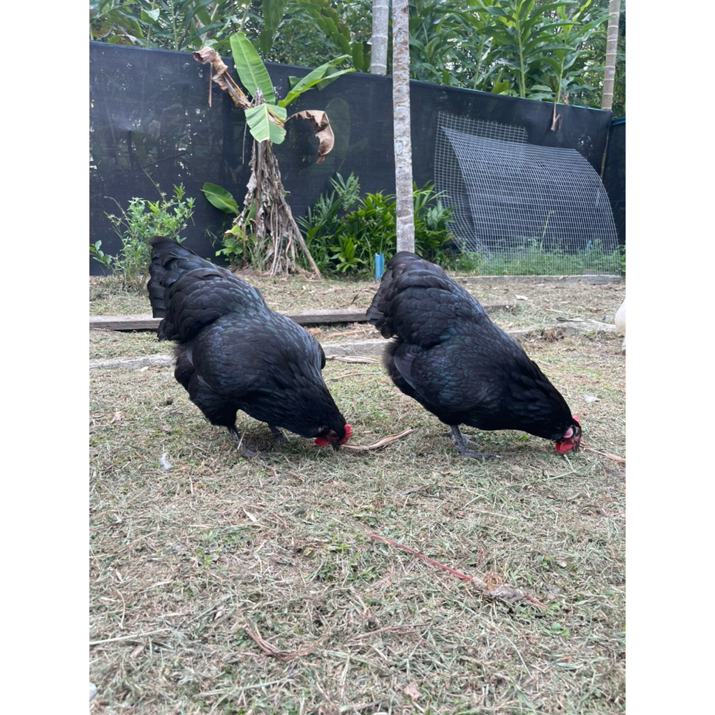 Telur Berbenih Australorp German Longtail Black Exhibition type