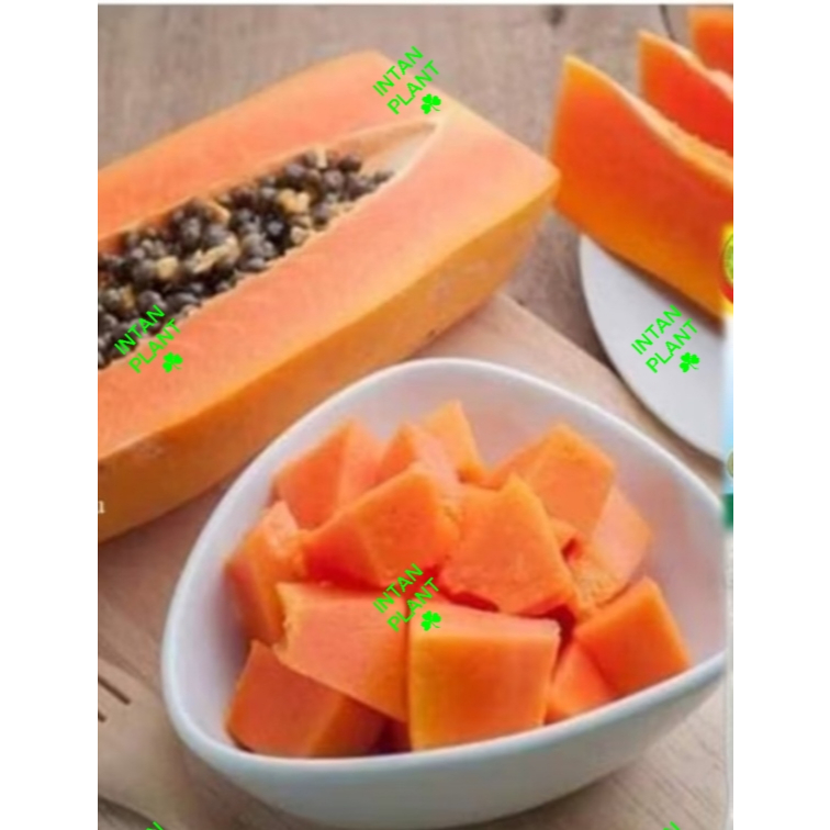 Benih Betik Sekaki F1 Hong Kong / Papaya One Foot Seeds (10pcs / 20pcs)