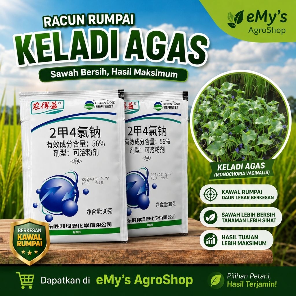 40K-china (MCPa 56% kuat) Keladi agas