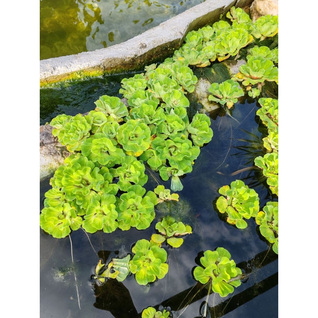 Kiambang air /Water lettuces/Tumbuhan air/Floating Plant (Aquascape/Aquarium/Vivarium/Paludarium Ready Stock