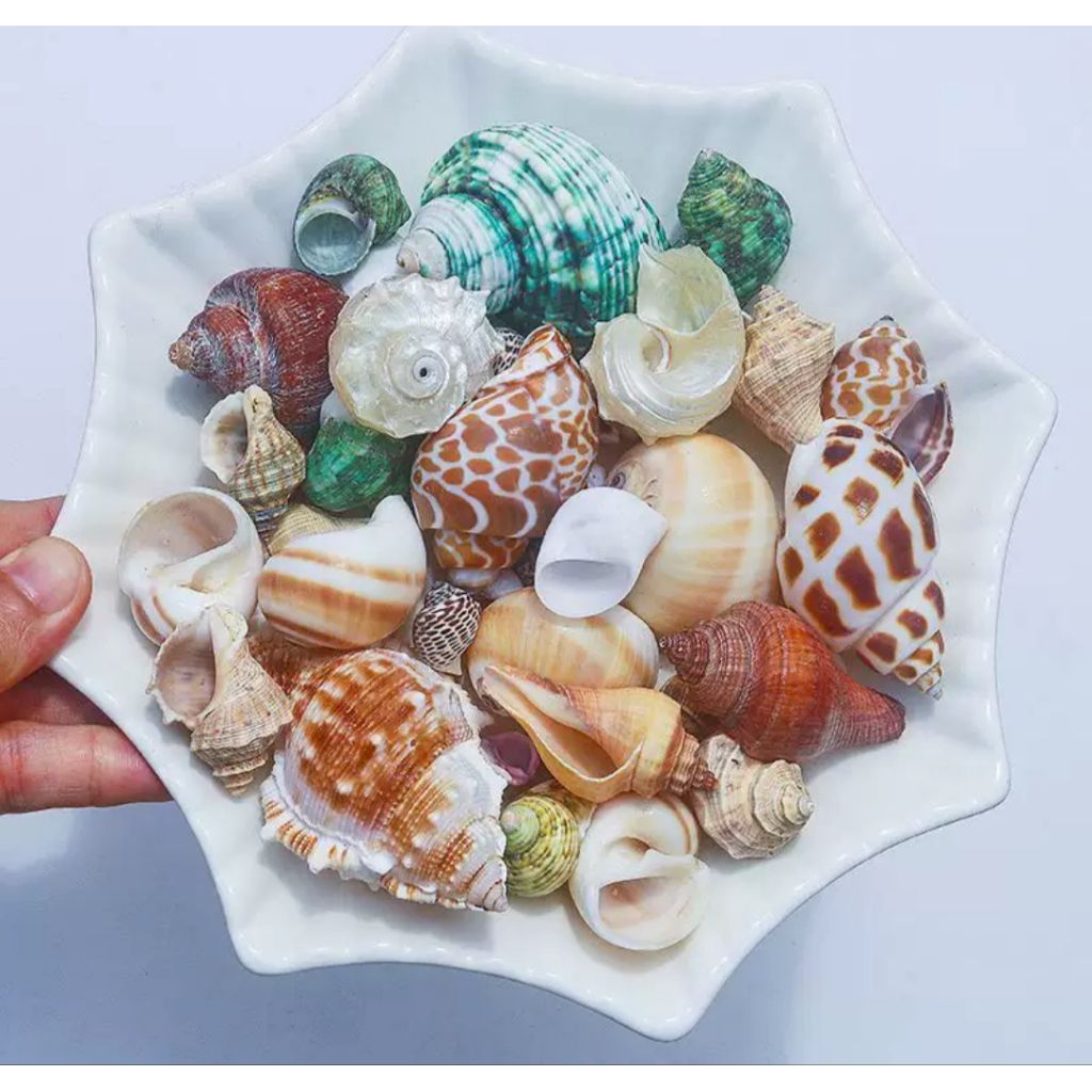 DIY Fish Tank Accessories Decor Landscaping Mixed Natural Seashells Conch Shell Marine Flower Piece Miniature Landscapes