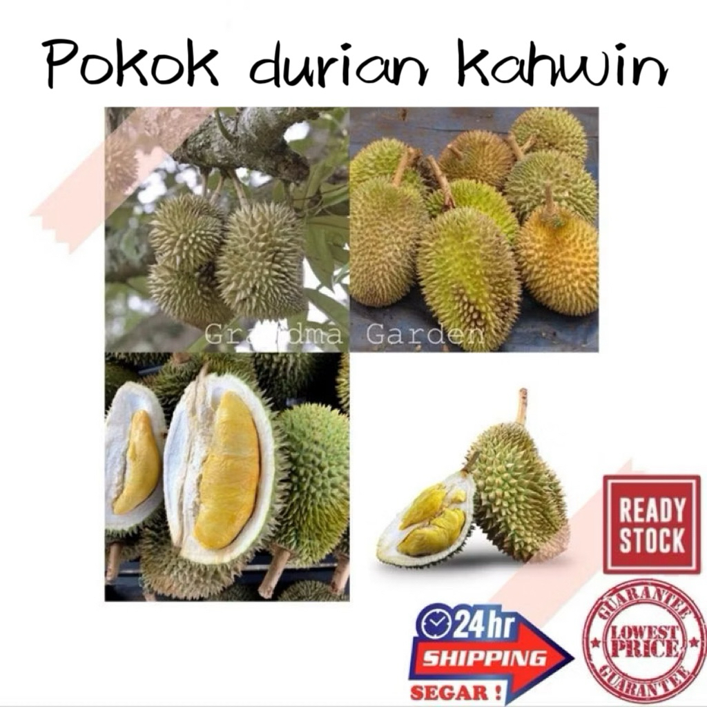 (GG real plant) Pokok durian ^ kahwin cepat berbuah d13 101 d168 tekka udang merah tupai king musang duri hitam monthong