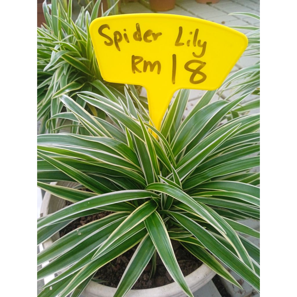 Lily Spider / Spider Lily