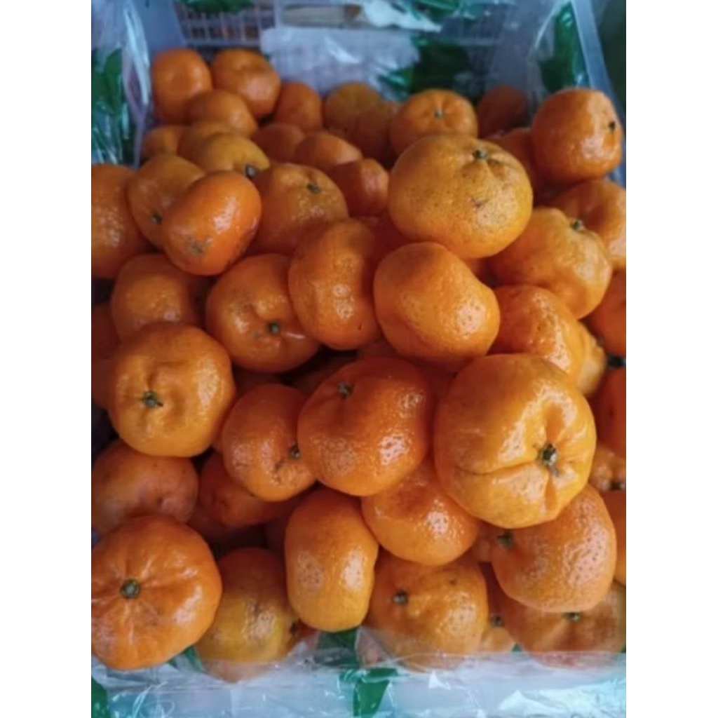 1kg Limau Baby Segar