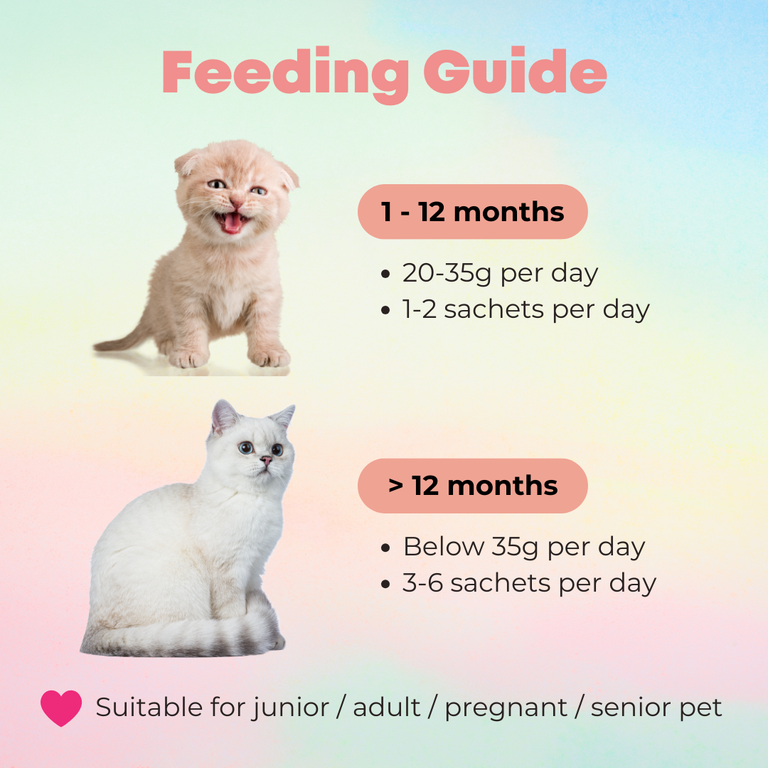 Feeding my kitten hot sale
