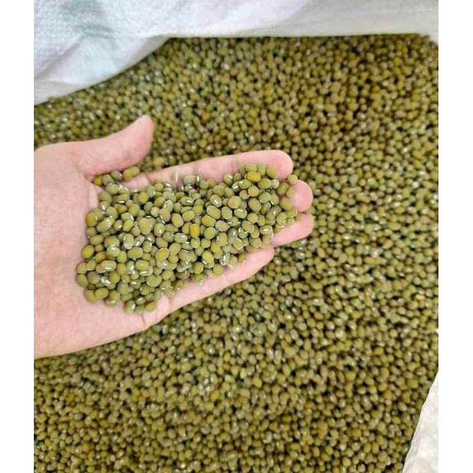 Local Produce Organic Mongo/Mung Beans Kusapo/Labo (San Mateo Isabela, Lagkitan) 500Grams/1KG