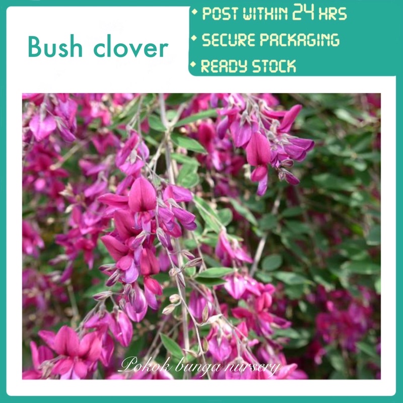 PBN - bush clover - lespedeza thunbergii clovers little volcano pokok ...