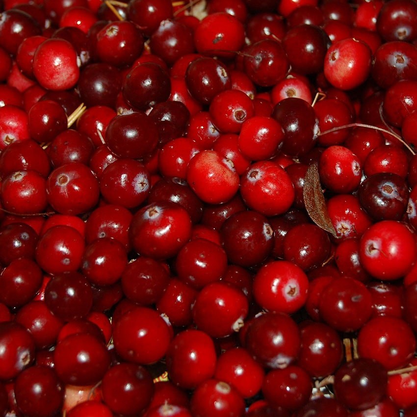 Cranberry Fragrance Oil 30ml Shopee Malaysia