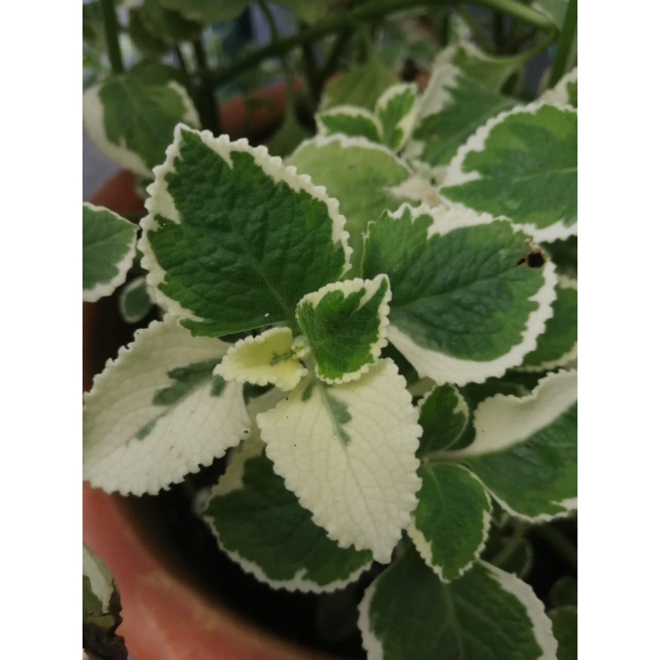 Pokok Cuban Oregano Mexican Mint Variegated Coleus Amboinicus Lour