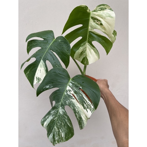 お手頃価格 Monstera Borsigiana 'Variegata'albo stenterclip.com