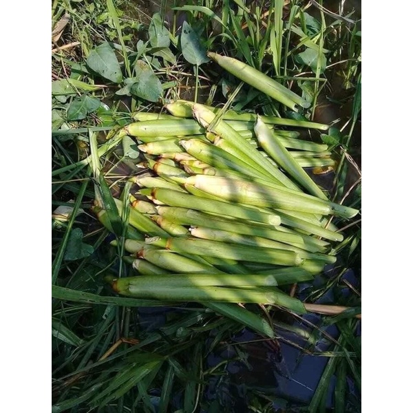Anak pokok water bamboo, Manchurian wild rice Shopee Malaysia