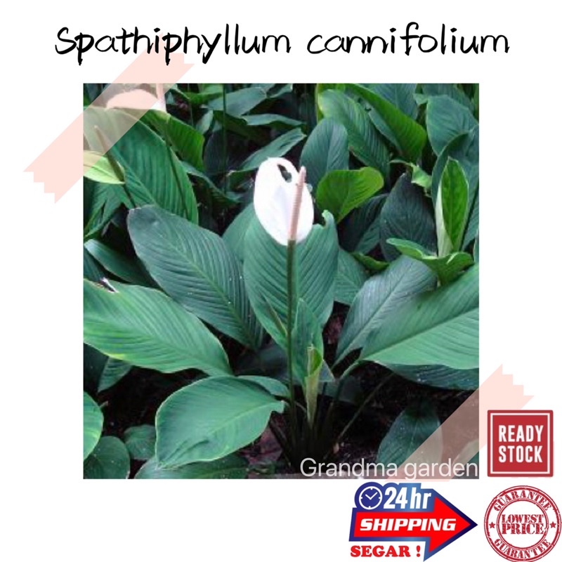 (GG real plant) spathiphyllum cannifolium peace lily daun besar tebal