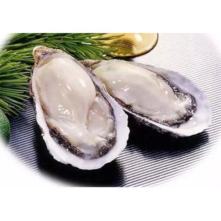 Oyster Japan Murotsu Sashimi Grade (XS) 6NOS/PKT(Johor, Melaka, N