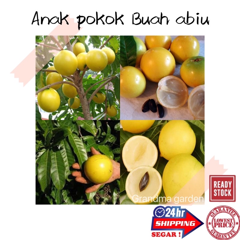 (GG real plant) anak pokok buah abiu ^ pouteria caimito cepat berbuah ...