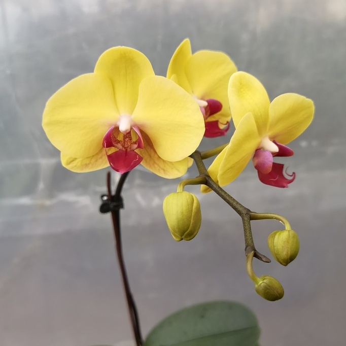 Phalaenopsis Hybrid Yellow Red-Lip | Big Moth Orchid 蝴蝶兰 | Shopee Malaysia