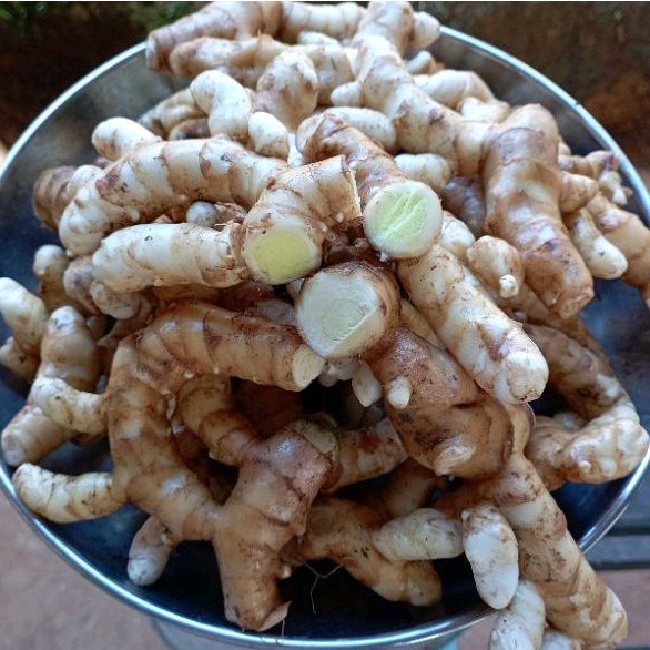 kunyit-putih-white-turmeric-untuk-benih-dan-perubatan-tradisional-1kg