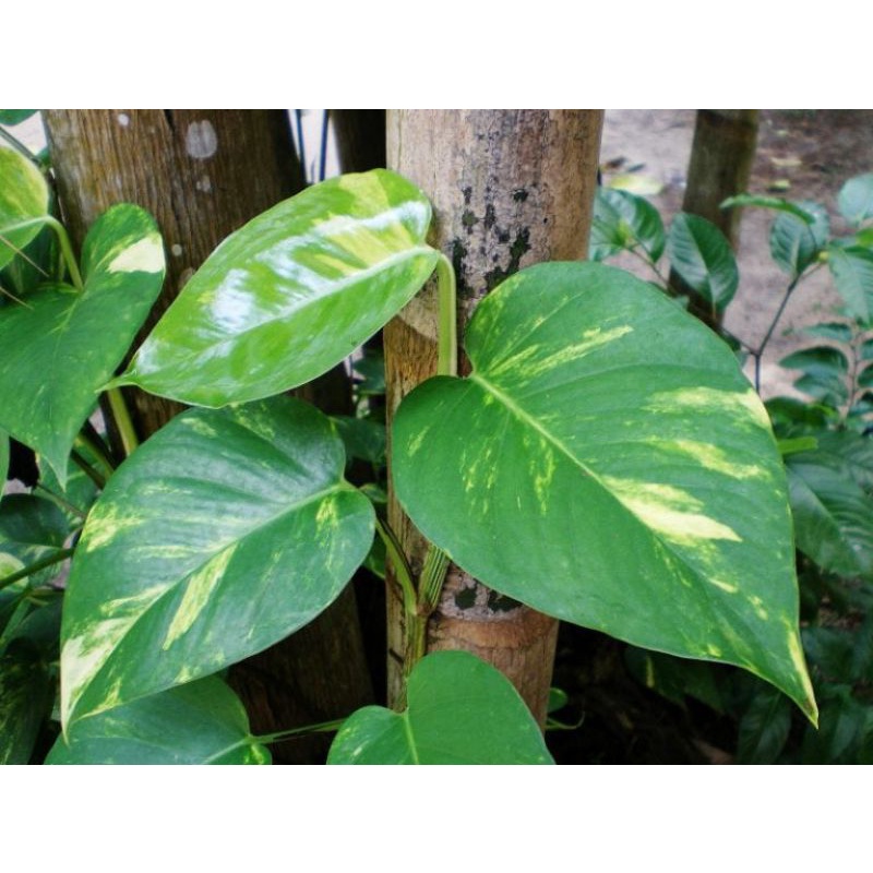 GM GIANT POTHOS REAL MONEY PLANT/Giant Epipremnum aureum POKOK HIDUP INDOOR GOLDEN NEON/JADE/NJOY