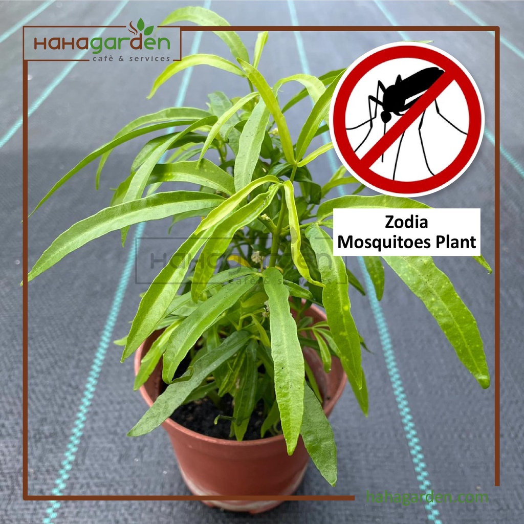 Indoor/ Outdoor Plant Zodia Mosquitoes Repellent/ Pokok Halau Nyamuk