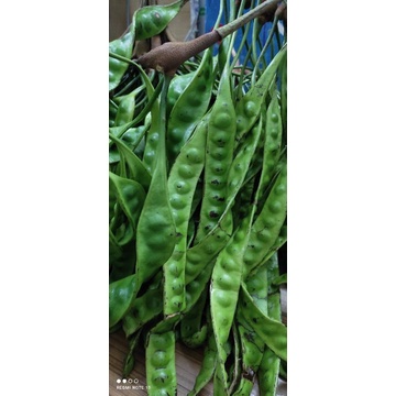 💥PETAI FRESH💥 dari pokok